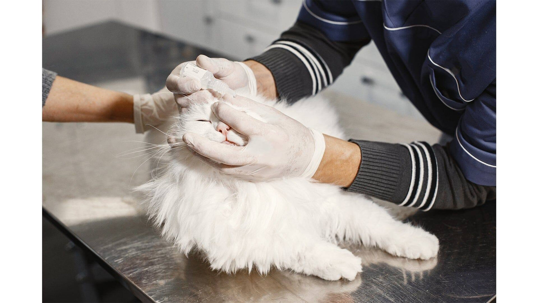 Choosing the Right Gloves for Veterinary Practice