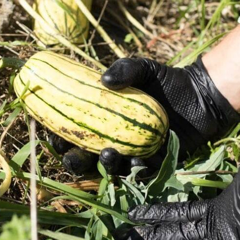 Enhancing Farming Practices with Disposable Gloves